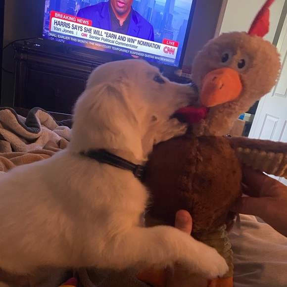 Super Chicken Dog Toys 18” Play, Tug, Toss and Fetch - Picture 11 of 12